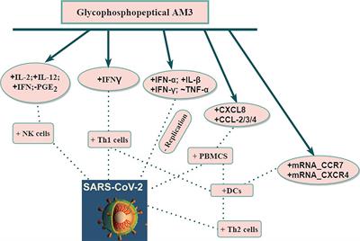 Glycophosphopeptical AM3 Food Supplement: A Potential Adjuvant in the Treatment and Vaccination of SARS-CoV-2